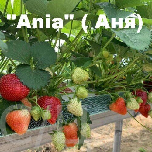 Ания