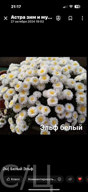 Белый Эльф 2