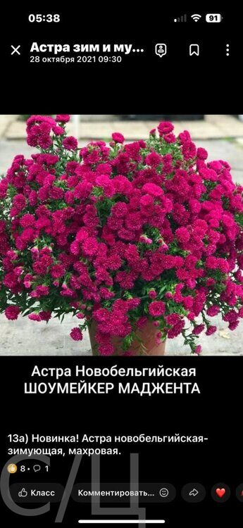 Шоумейкер Маджента 13